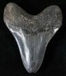 Great Megalodon Tooth - Beautiful Enamel #16235-2